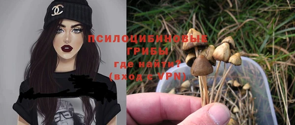 стаф Богданович